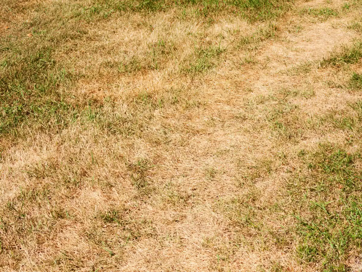 Dry and patchy grass with some green patches, indicating drought or poor soil conditions.