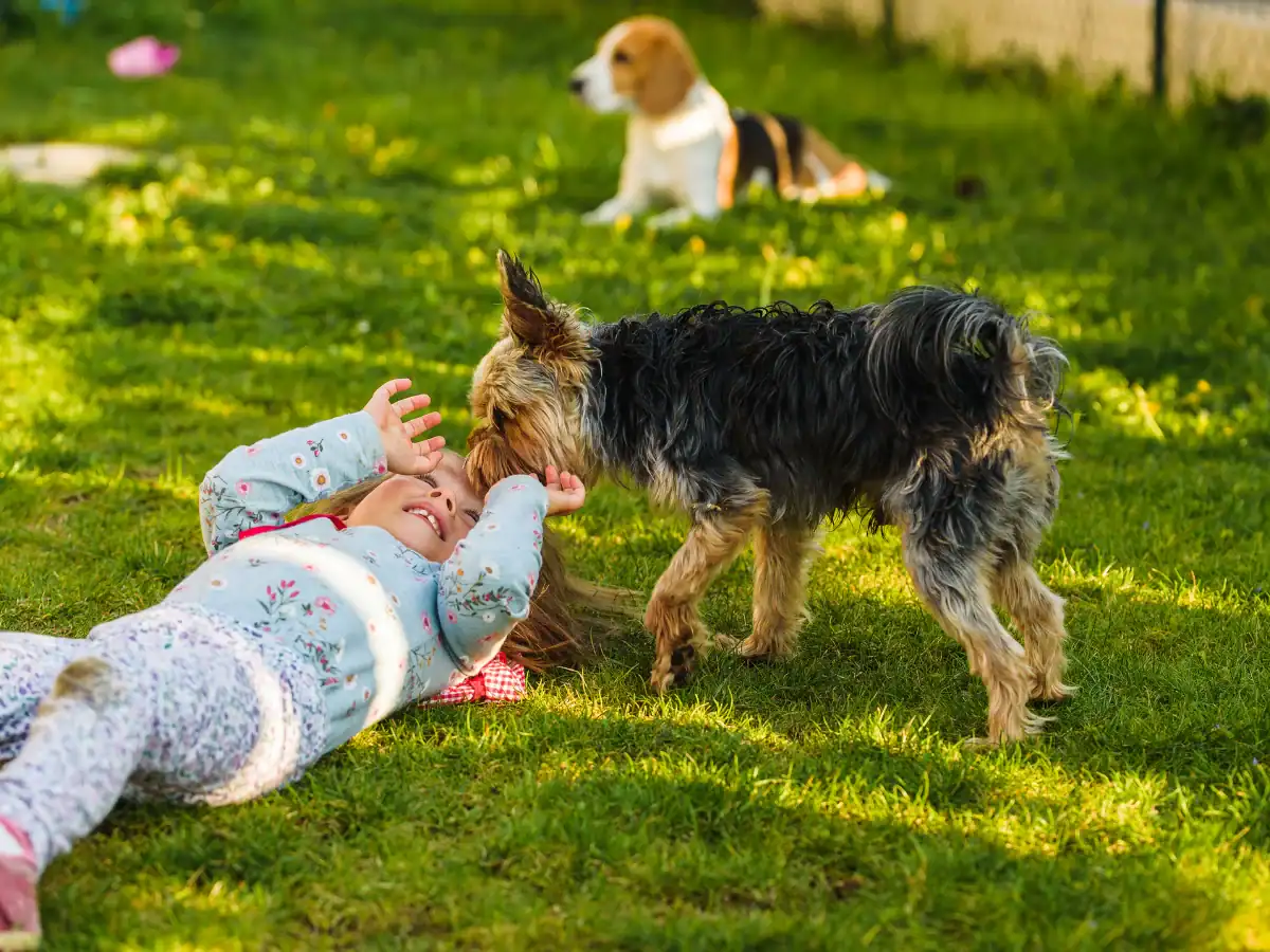 Playful dogs and child in a grassy yard.