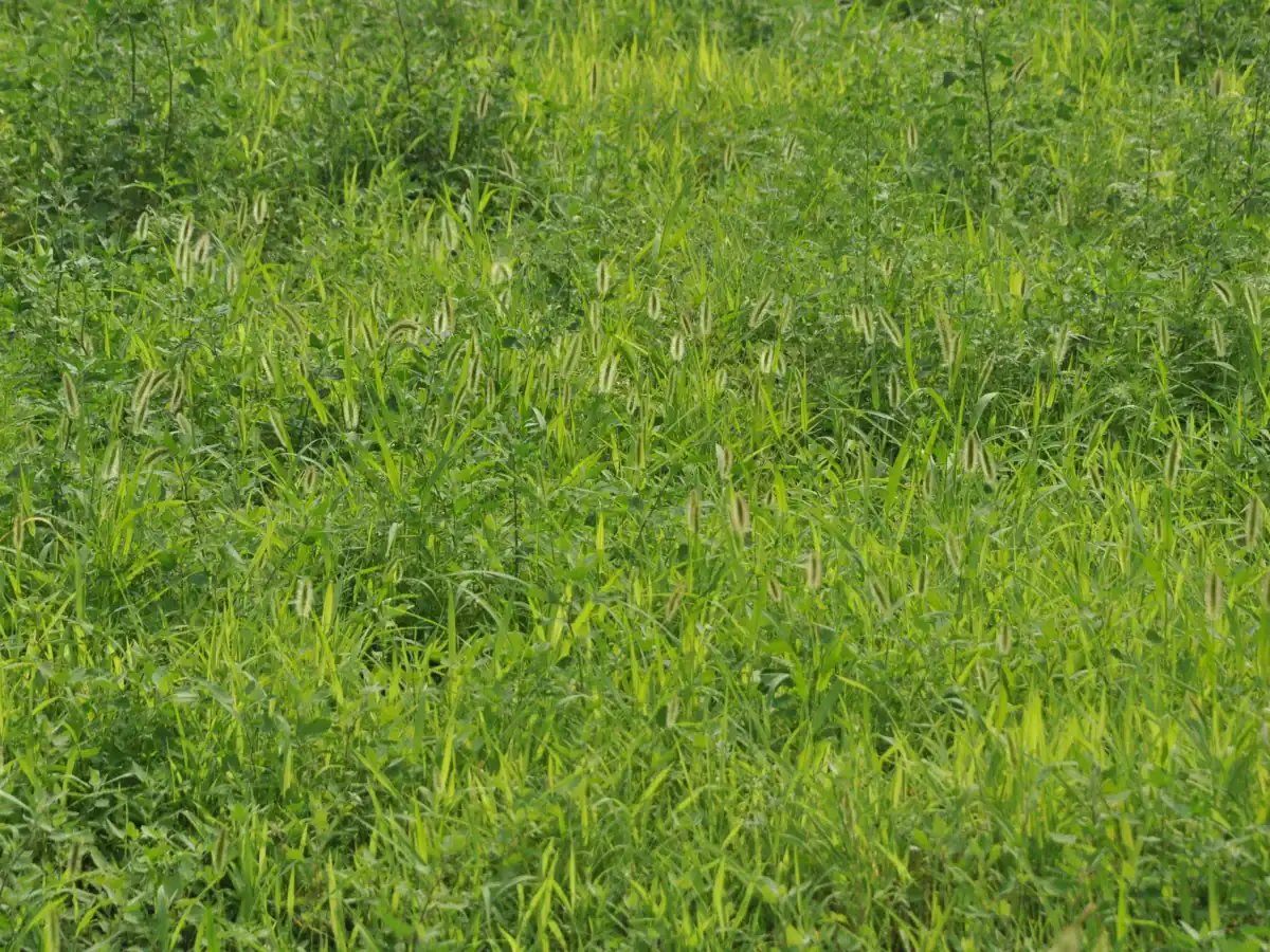 Western landscape with lush green grass and wild plants.