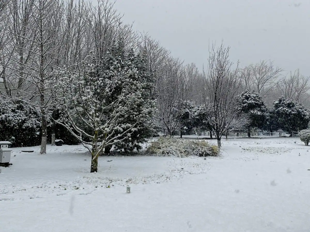 Snow-covered trees and open field in a peaceful winter landscape.